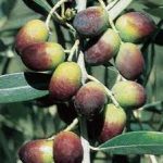 Leccino, olive con cui si ottiene olio EVO della Sabina