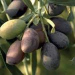 Moraiolo, olive con cui si ottiene olio EVO della Sabina