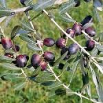 Pendolino, olive con cui si ottiene olio EVO della Sabina