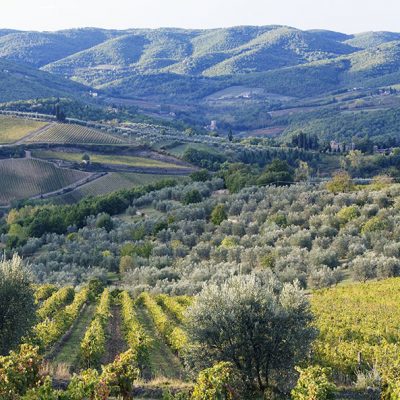 Paesaggio con olivi in Sabina