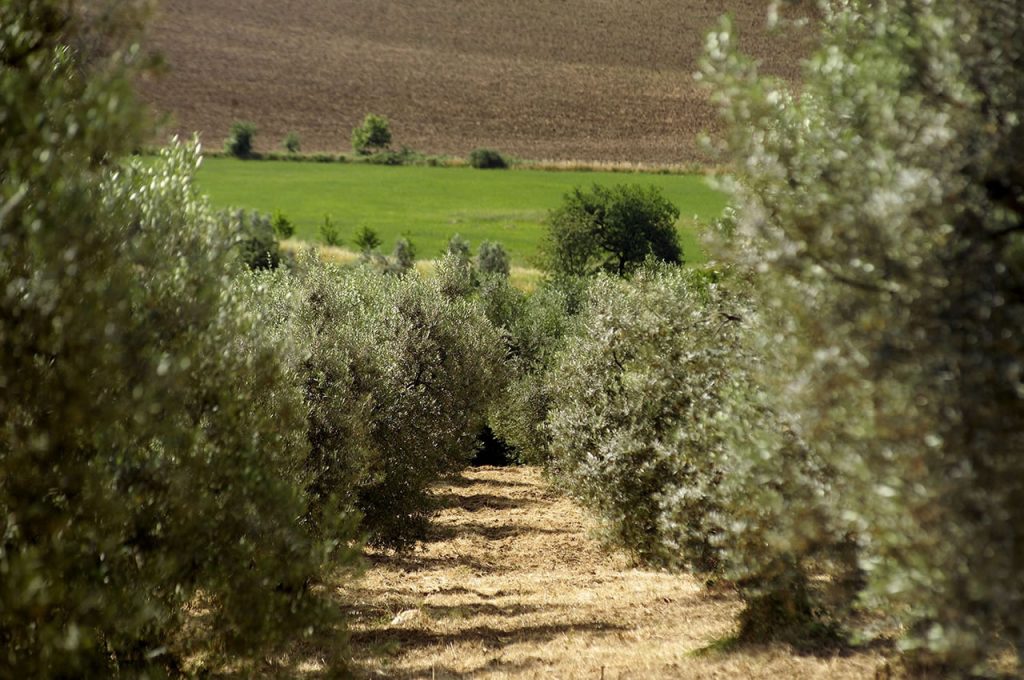 Oliveto in Sabina con cui si ottiene olio EVO
